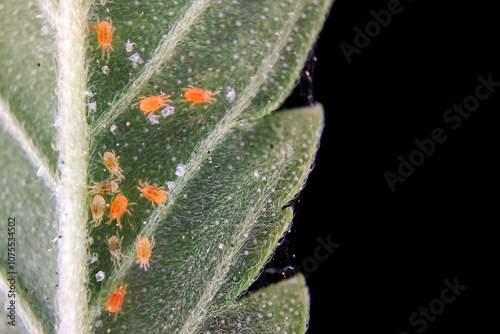 Close-up of red spider mites, Tetranychus urticae on cannabis leaf on black background with copy space, herbivorous mites are a pest and damage the plants, destroying the crop or reducing the yield