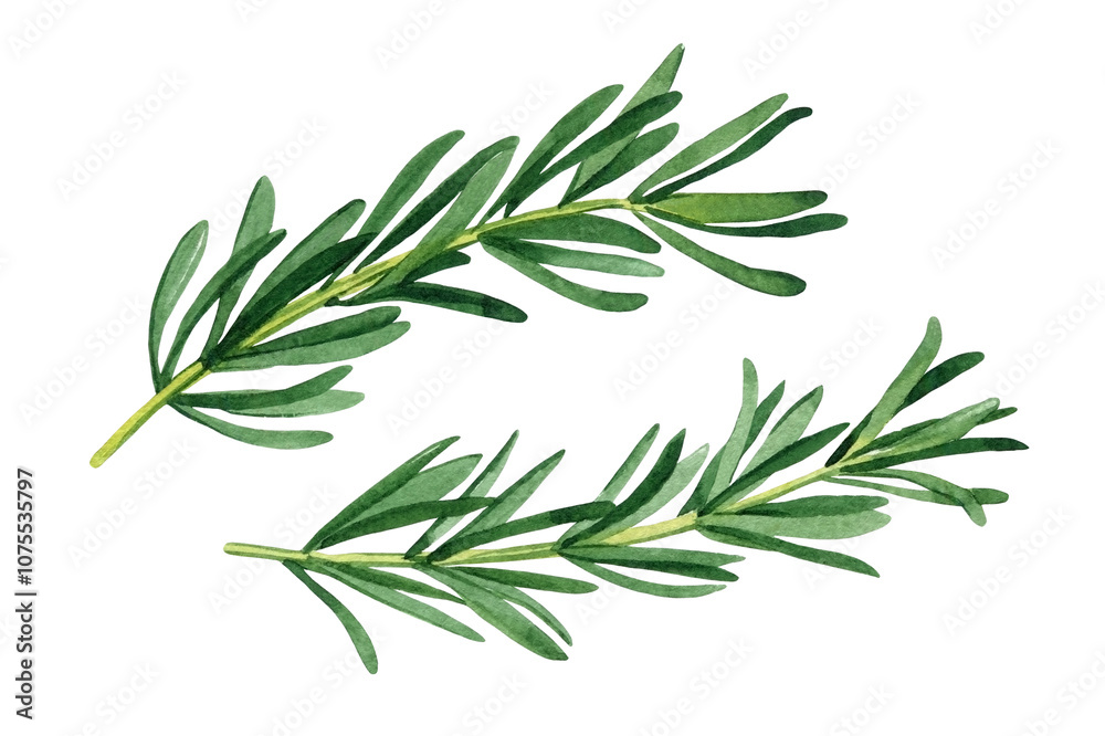 Rosemary art. Green branches of rosemary on an isolated white background, watercolor illustration hand drawn for design Rosemary art. Green branches of rosemary on an isolated white background, watercolor illustration hand drawn for design