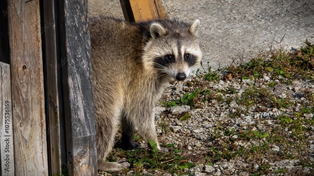 Fototapeta premium Cutie raccoons seeking food at house backyard