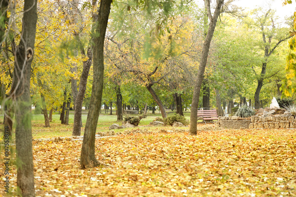 Beautiful autumn park with trees and fall leaves Beautiful autumn park with trees and fall leaves