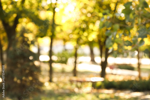 Beautiful autumn park with trees on sunny day, blurred view