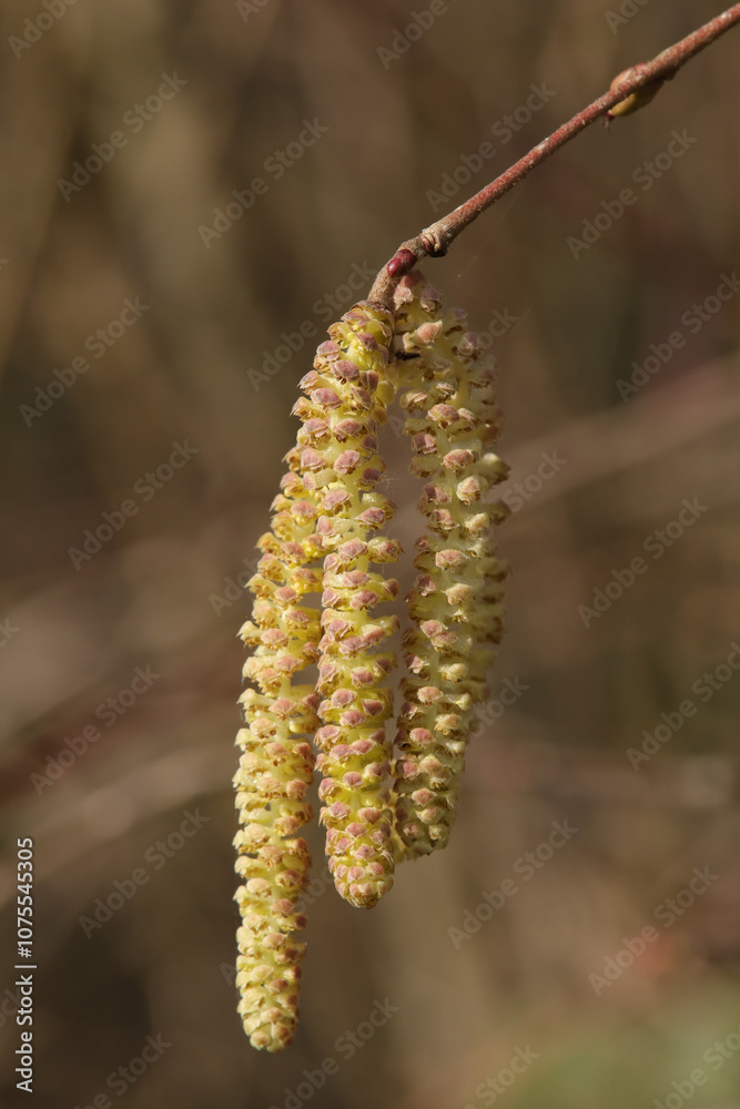 Noisetier commun (Corylus avellana)
Corylus avellana with its catkins
Noisetier commun (Corylus avellana)
Corylus avellana with its catkins