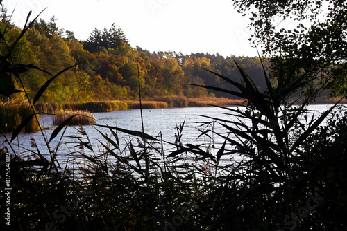 Obraz na płótnie Sonnenaufgang über den Bruchsee im Herbst w salonie