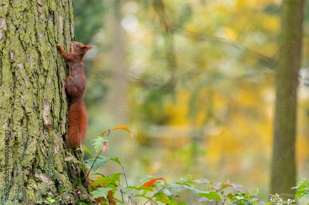 Rusty brown squirrel in a park with autumn colored leaves in the Czech Republic Rusty brown squirrel in a park with autumn colored leaves in the Czech Republic