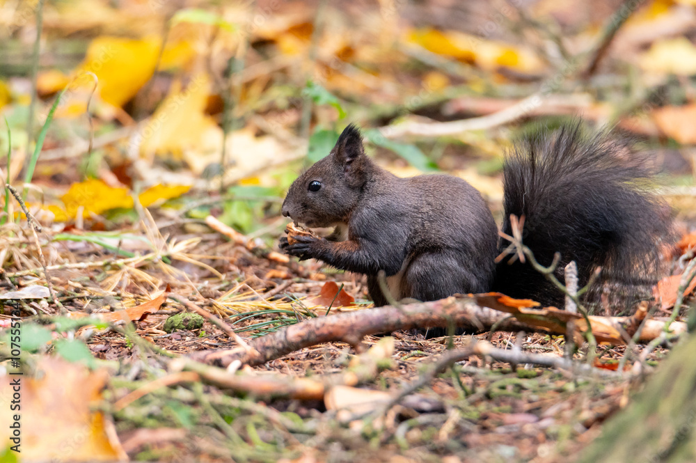 Rusty brown squirrel in a park with autumn colored leaves in the Czech Republic Rusty brown squirrel in a park with autumn colored leaves in the Czech Republic