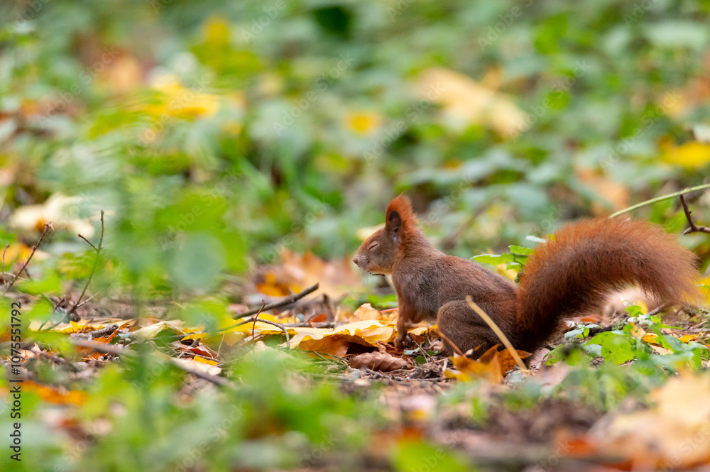 Rusty brown squirrel in a park with autumn colored leaves in the Czech Republic Rusty brown squirrel in a park with autumn colored leaves in the Czech Republic