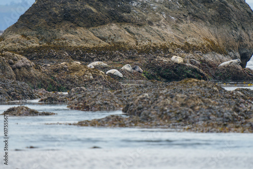 Seals laying out on the coastal shoreline rocks along the Pacific Ocean beach in Olympic National Park