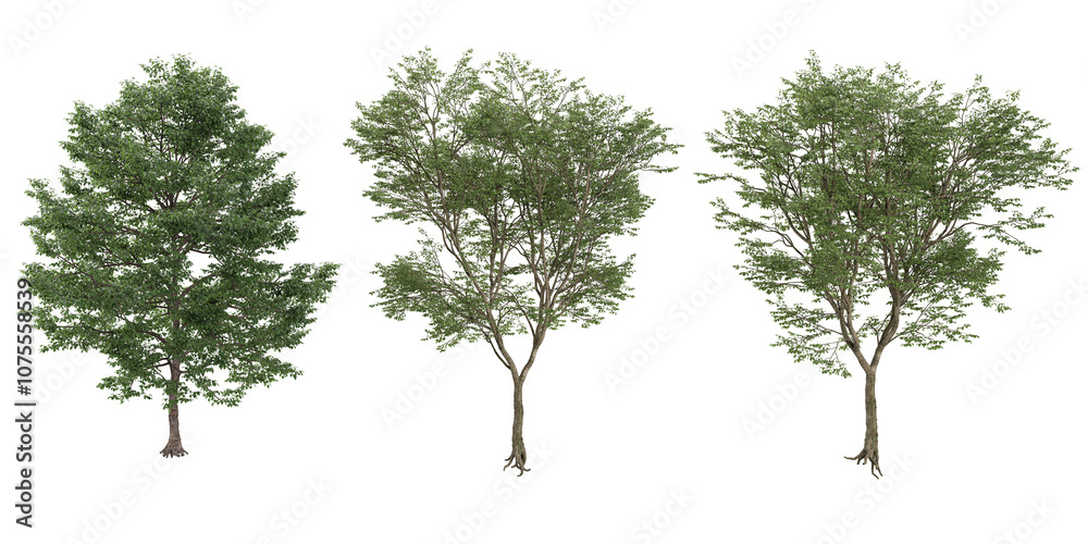 Collection of Terminalia ivorensis plants isolated on transparent Canvas Collection of Terminalia ivorensis plants isolated on transparent Canvas
