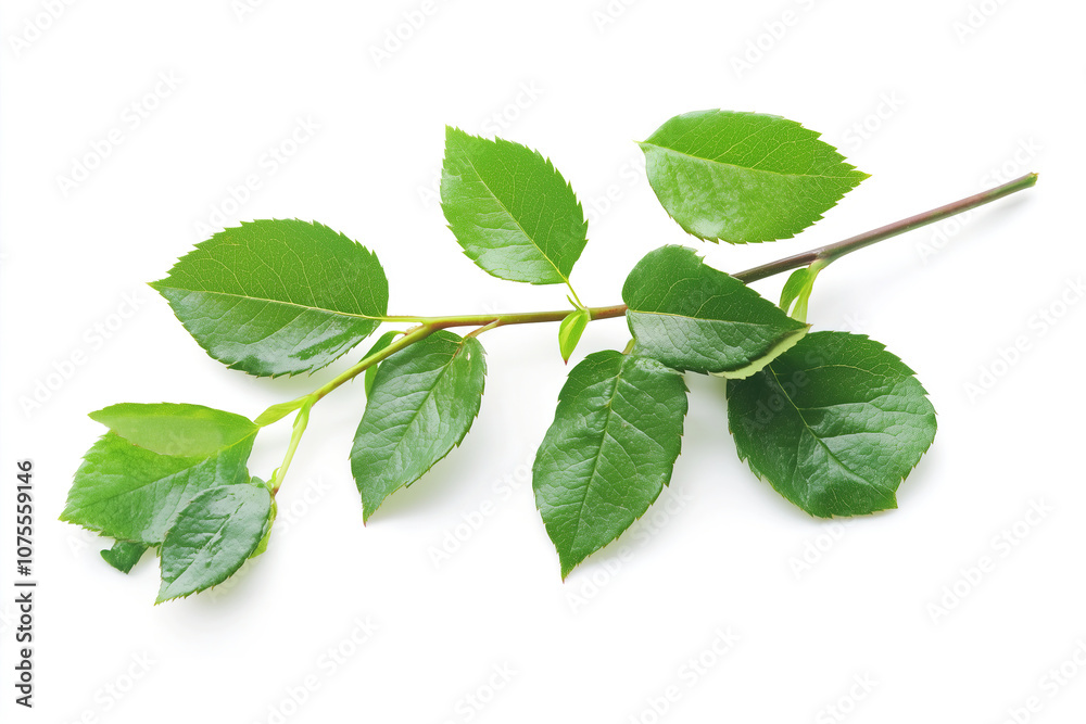 Obraz premium Fresh green rose leaves on a single stem captured against a clean white background, highlighting natural beauty and detail. Generative AI