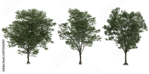 Collection of Tilia platyphyllos trees on transparent background from the top view photo