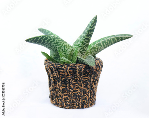 Aloe variegated (gonialoe variegata, tiger) beautiful succulent house plant from South Africa, growing in a little pot with black and sandy handmade knitted coating. Isolated on white background image photo