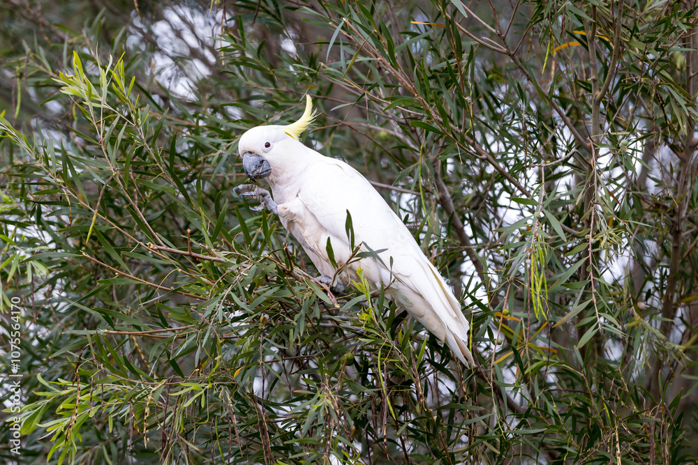 Photograph of a Sulphur Crested Cockatoo sitting and eating leaves in a tree in the Blue Mountains in New South Wales, Australia. Photograph of a Sulphur Crested Cockatoo sitting and eating leaves in a tree in the Blue Mountains in New South Wales, Australia.