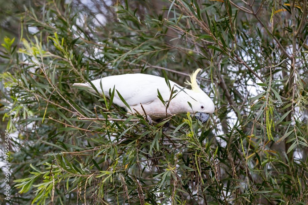 Photograph of a Sulphur Crested Cockatoo sitting and eating leaves in a tree in the Blue Mountains in New South Wales, Australia. Photograph of a Sulphur Crested Cockatoo sitting and eating leaves in a tree in the Blue Mountains in New South Wales, Australia.