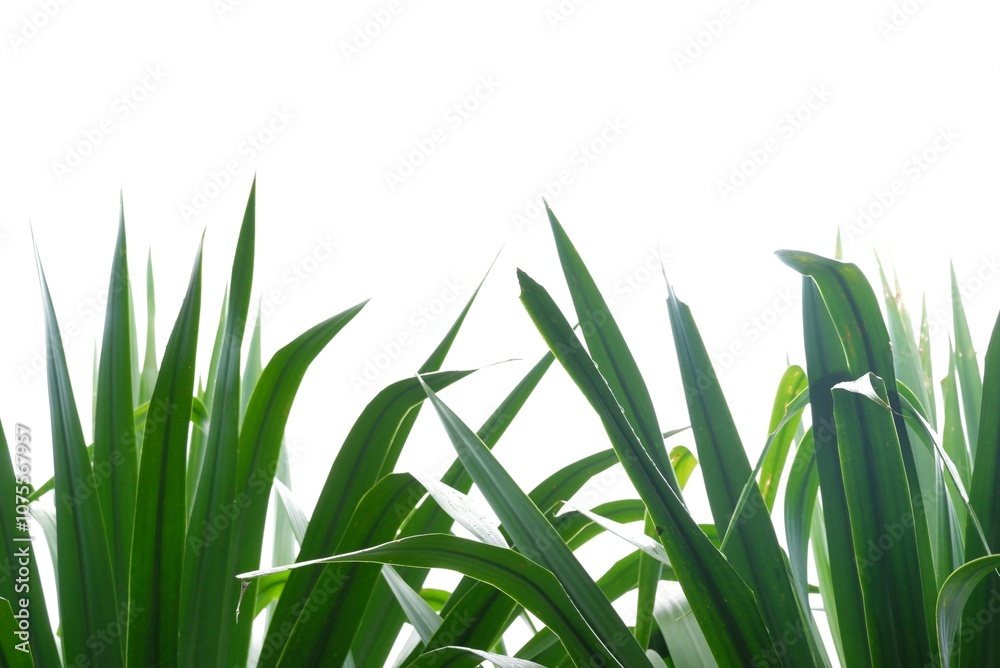Fototapeta premium A Dracaena loureiri Gagnep leaves on white isolated background for green foliage backdrop 