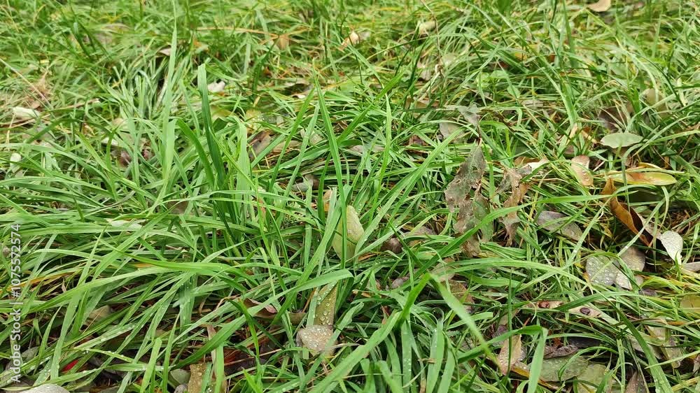 Close-up view of green grass with scattered autumn leaves and dewdrops on a natural ground cover Close-up view of green grass with scattered autumn leaves and dewdrops on a natural ground cover