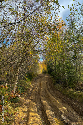 Path in the forest, late autumn in Carpathians mountains, Slavske, Ukraine 