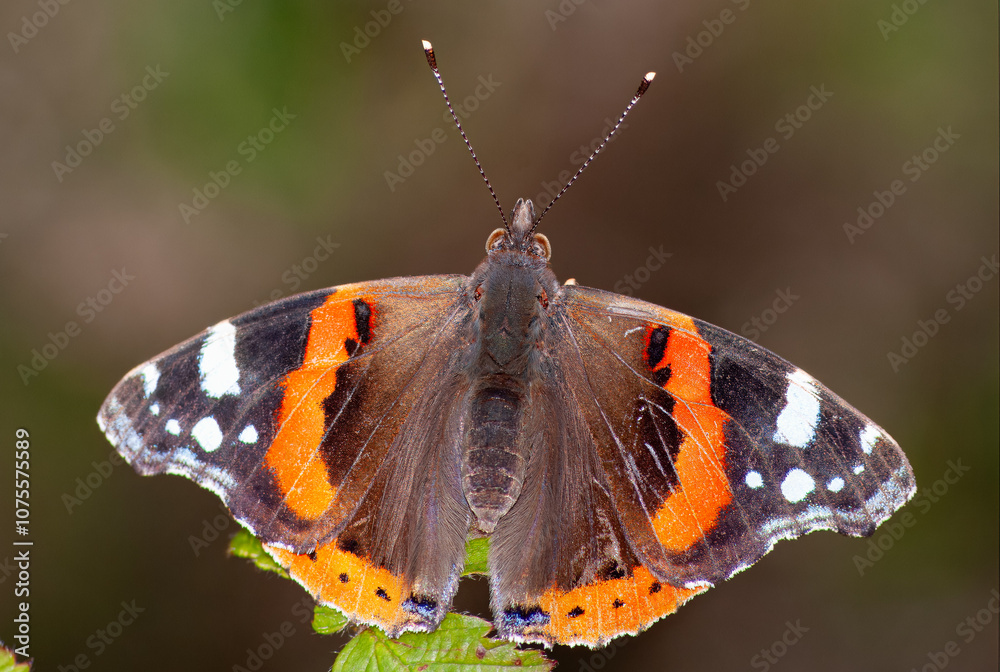 A Vanessa atalanta, comummente conhecida como almirante-vermelho. A denominação «almirante-vermelho» deve-se às suas cores, que fazem lembrar divisas do uniforme naval americano. A Vanessa atalanta, comummente conhecida como almirante-vermelho. A denominação «almirante-vermelho» deve-se às suas cores, que fazem lembrar divisas do uniforme naval americano.