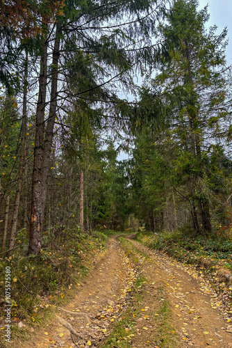 Path in the forest, late autumn in Carpathians mountains, Slavske, Ukraine
 photo