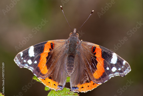 A Vanessa atalanta, comummente conhecida como almirante-vermelho. A denominação «almirante-vermelho» deve-se às suas cores, que fazem lembrar divisas do uniforme naval americano.