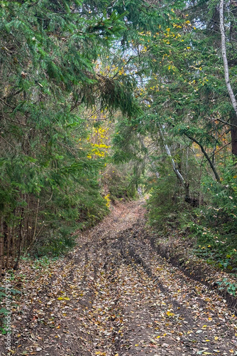 Path in the forest, late autumn in Carpathians mountains, Slavske, Ukraine
 photo