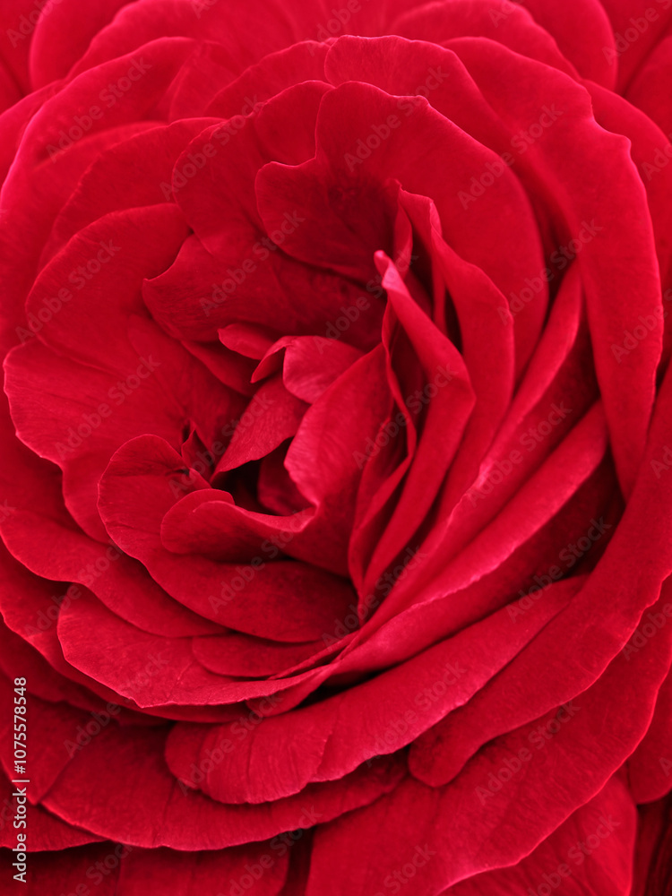 Macro Red Rose Background. Macro Red Rose Background.
