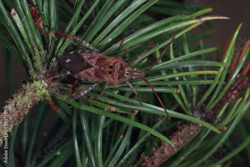 Un insecte invasif, la Punaise américaine du pin (Leptoglossus occidentalis) photo