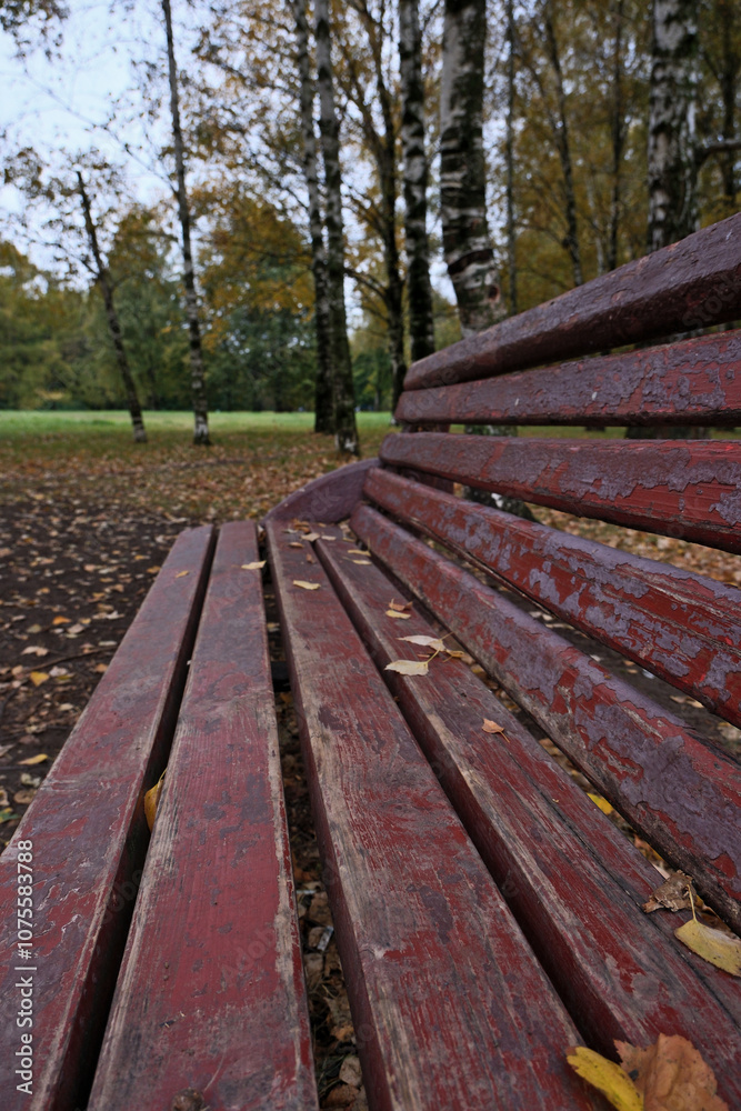 Bench in the park with birch trees and fallen leaves in autumn Bench in the park with birch trees and fallen leaves in autumn