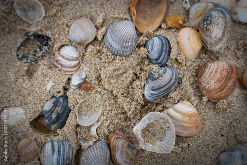 Fototapeta Naklejka Na Ścianę i Meble -  Egmond aan Zee,Nordholland , Netherlands. Sea shells at the beach of Egmond