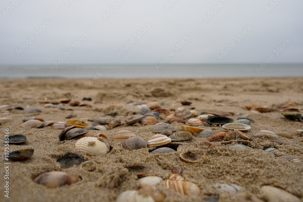 Egmond aan Zee,Nordholland , Netherlands. Sea shells at the beach of Egmond Egmond aan Zee,Nordholland , Netherlands. Sea shells at the beach of Egmond