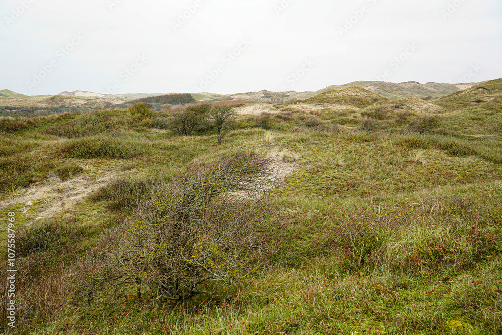 Naturally protected dune landscape on the Dutch North Sea coast. Naturally protected dune landscape on the Dutch North Sea coast.