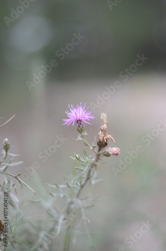 dragonfly on a flower