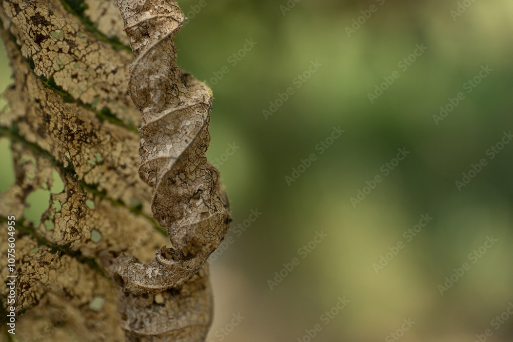 Walnut leaf is damaged closeup Walnut leaf is damaged closeup