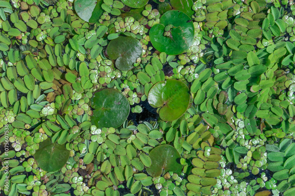 Green leaves of salvinia natans on water surface. Green aquatic plant floating fern on overgrown river. Salviniaceae family grows on water. Continuous thickets on slowly flowing lake. Green color. Green leaves of salvinia natans on water surface. Green aquatic plant floating fern on overgrown river. Salviniaceae family grows on water. Continuous thickets on slowly flowing lake. Green color.