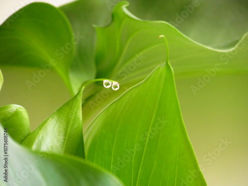 water drops on leaf