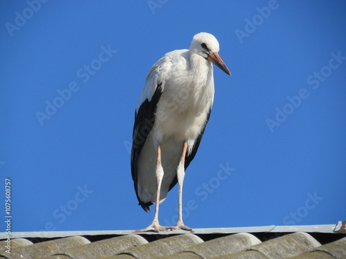 white stork on the roof
