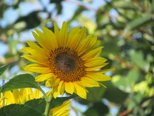 sunflower in the garden