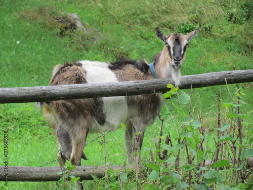 goat on farm
