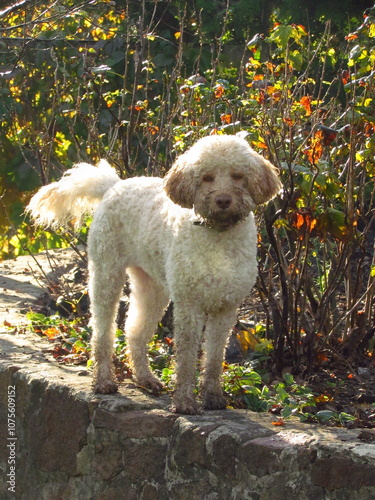 dog in park