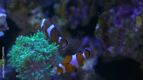  A colorful Nemo-like clownfish gracefully swimming in an aquarium, showcasing the vibrant beauty of sea life in an aquatic habitat.