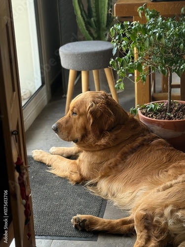 Chien golden retriever couché regarde par la fenêtre