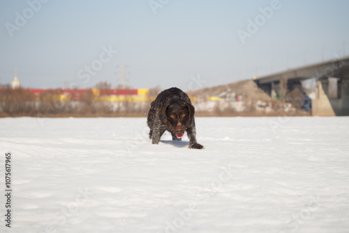 A dog that is a pointing dog in winter in its natural habitat. Drathaar in winter. High quality photo