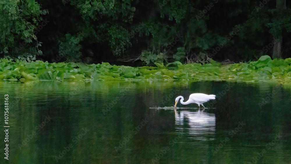 An egret seeking food in the water An egret seeking food in the water
