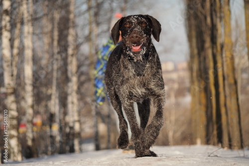 A dog that is a pointing dog in winter in its natural habitat. Drathaar in winter. High quality photo