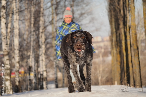 A dog that is a pointing dog in winter in its natural habitat. Drathaar in winter. High quality photo