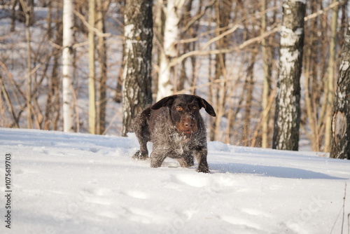 A dog that is a pointing dog in winter in its natural habitat. Drathaar in winter. High quality photo