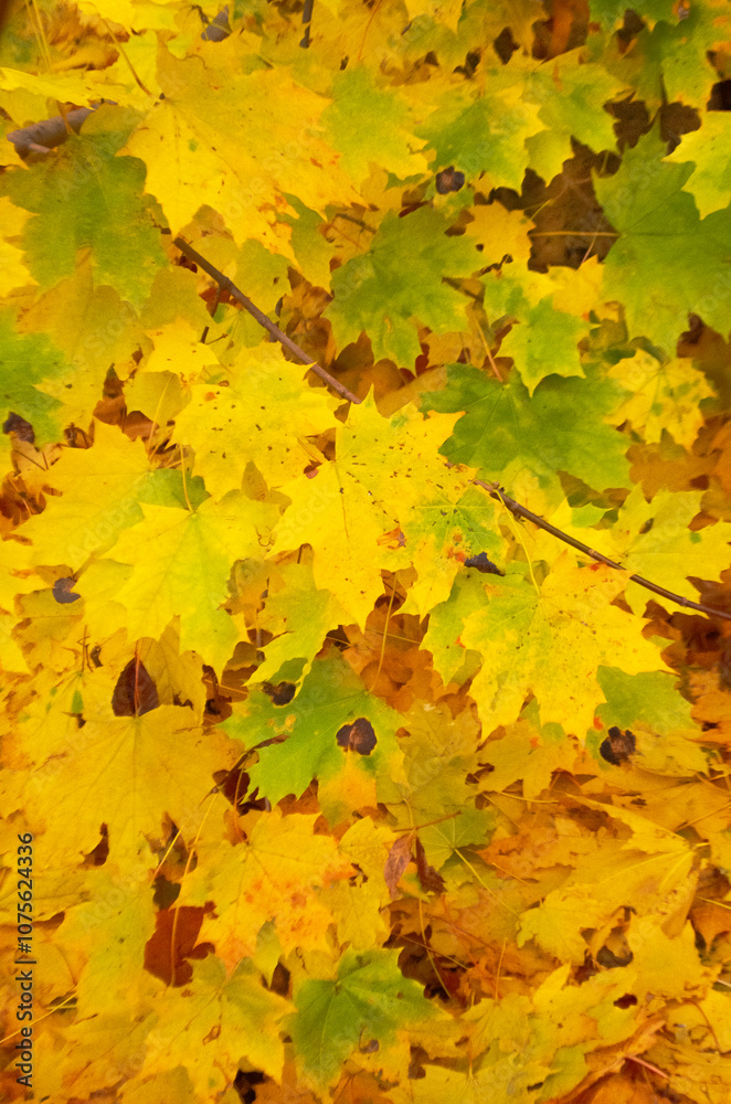 Maple leaves in autumn color photographed close-up Maple leaves in autumn color photographed close-up