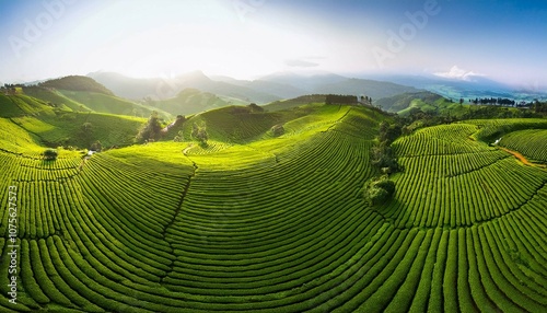 green tea plantation