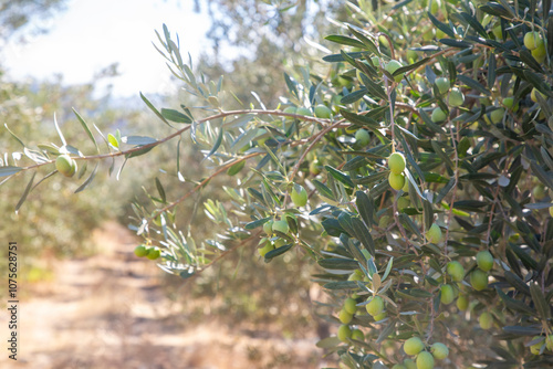 Wallpaper Mural Green olive tree in nature Torontodigital.ca