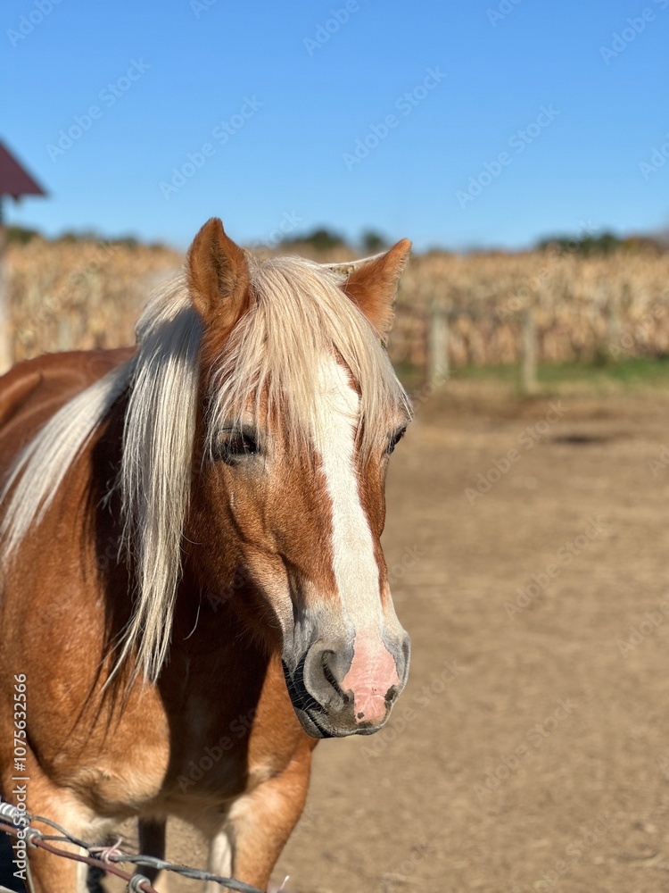 Obraz premium Brown and White Horse