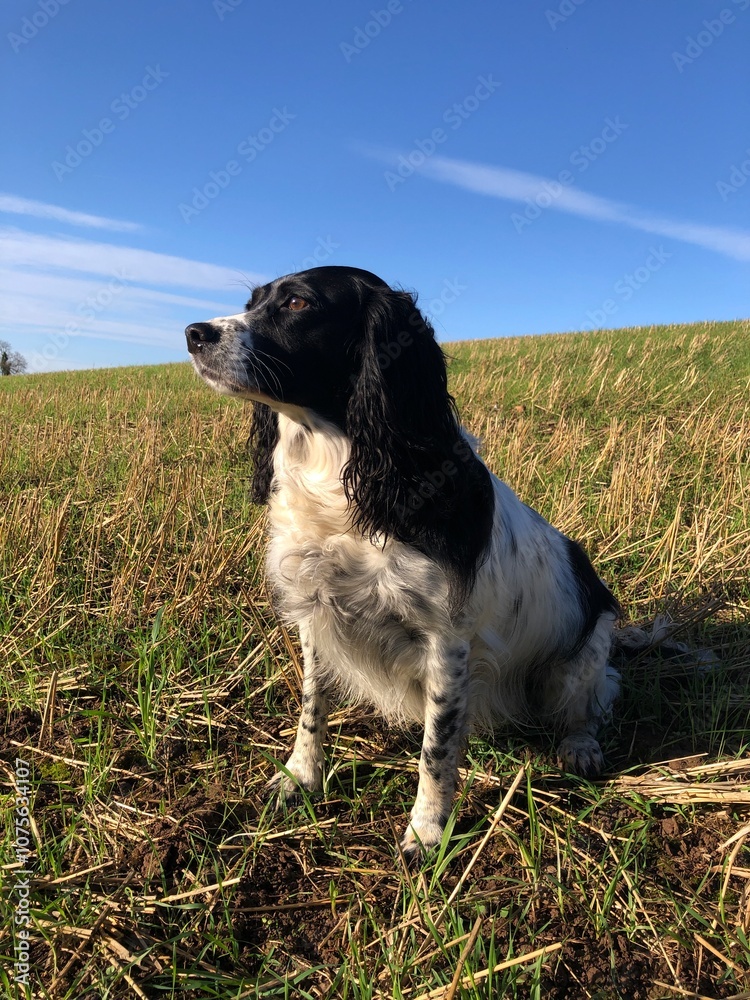 Springer Spaniel sitting in a field, North Yorkshire, England, United Kingdom Springer Spaniel sitting in a field, North Yorkshire, England, United Kingdom